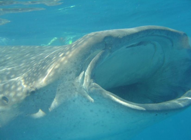 Conociendo al tiburon ballena